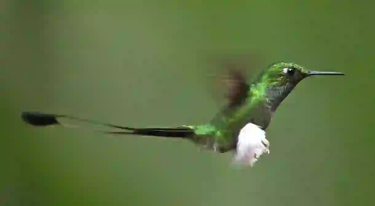 Booted Racket-tail, Tandayapa