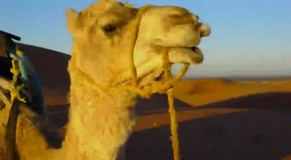 Camel in Morocco