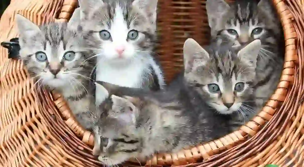 Kittens playing in a basket /