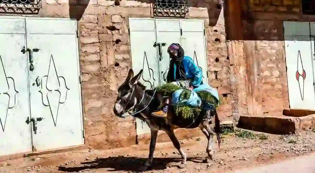 A Moroccan donkey carrying a lady and greenery