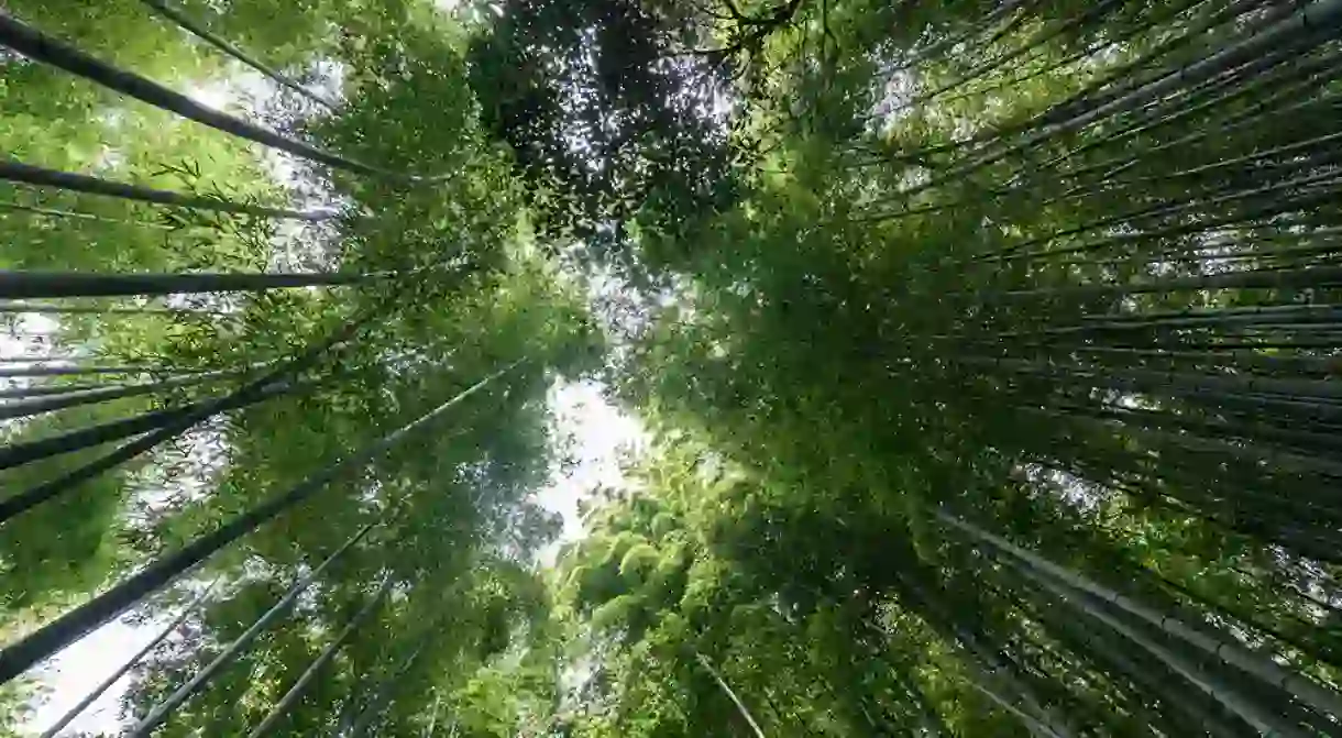 Bamboo Forest in Arashiyama, Kyoto