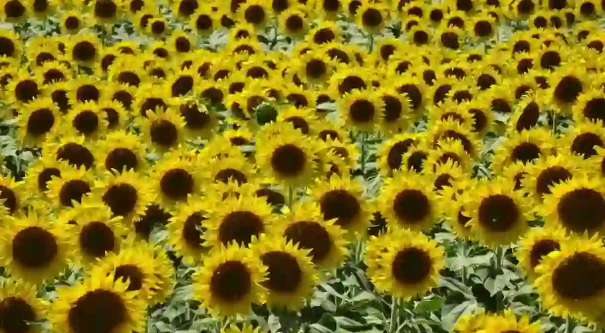 A sunflower field near Loreto