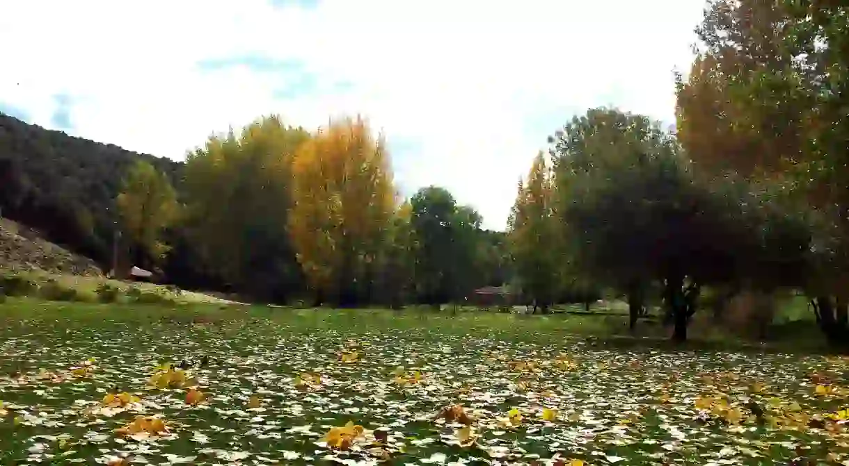 Colourful fallen leaves scattered across the grass in Ifrane