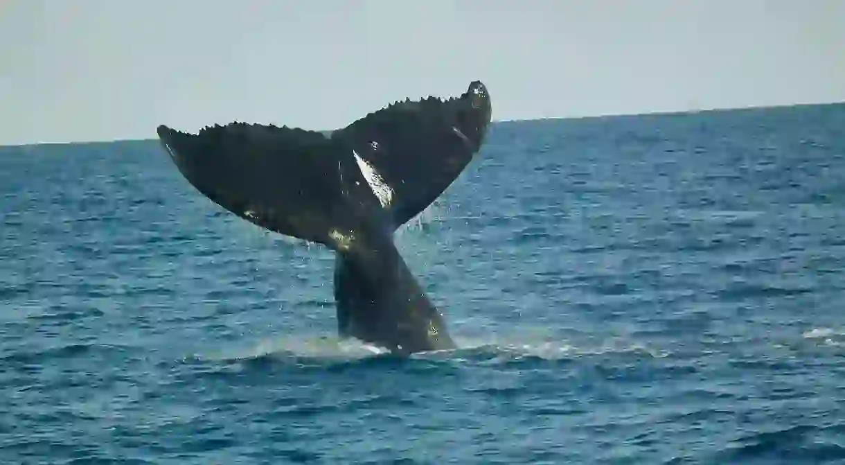 Humpback whale