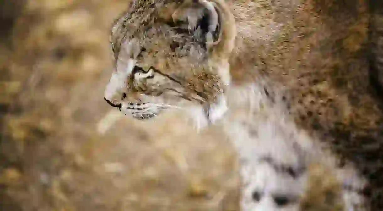 Iberian lynx