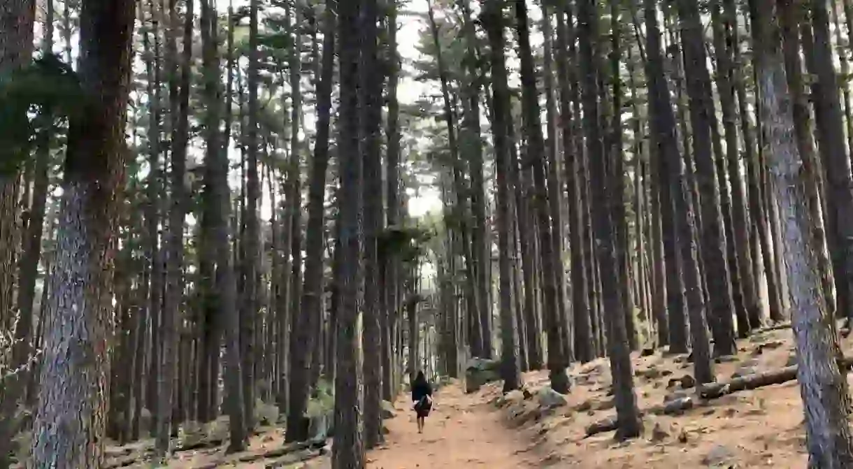 Tranquil walks in Newlands Forest