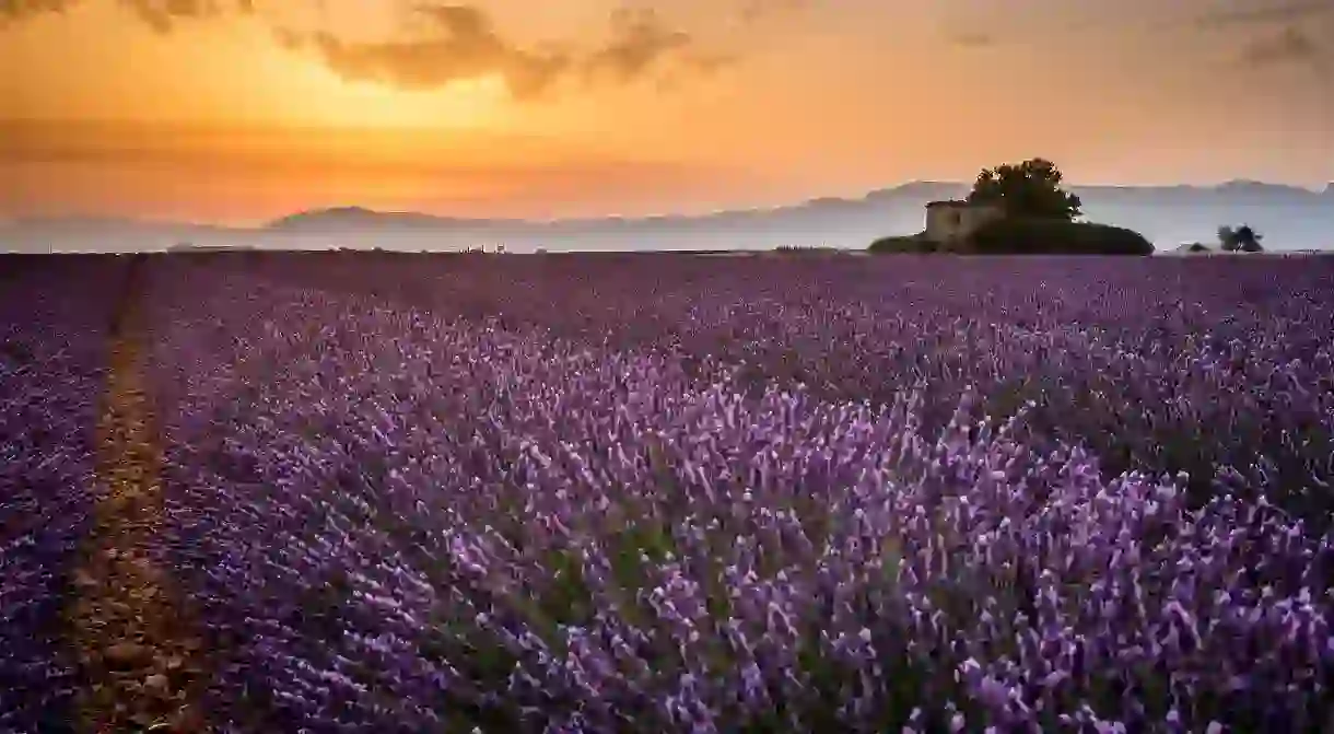 Le Plateau de Valensole │