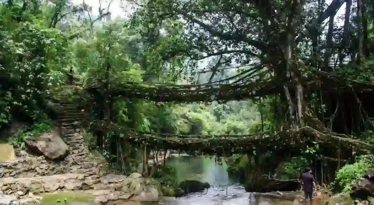 Double Decker Living Root Bridge