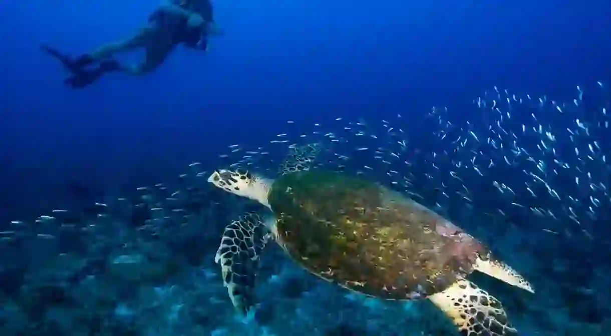 Diving with turtles at North Island