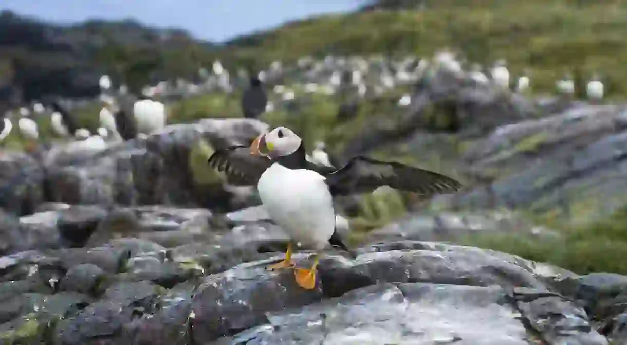 Puffin, Farne Islands