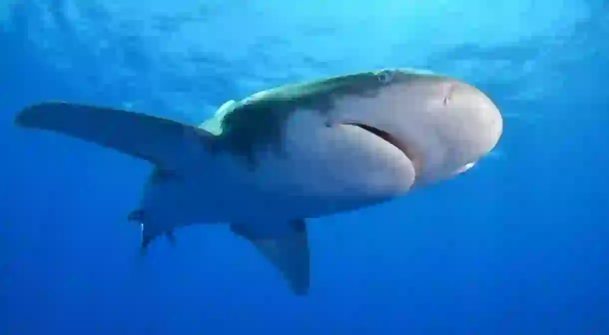 Oceanic white tip shark