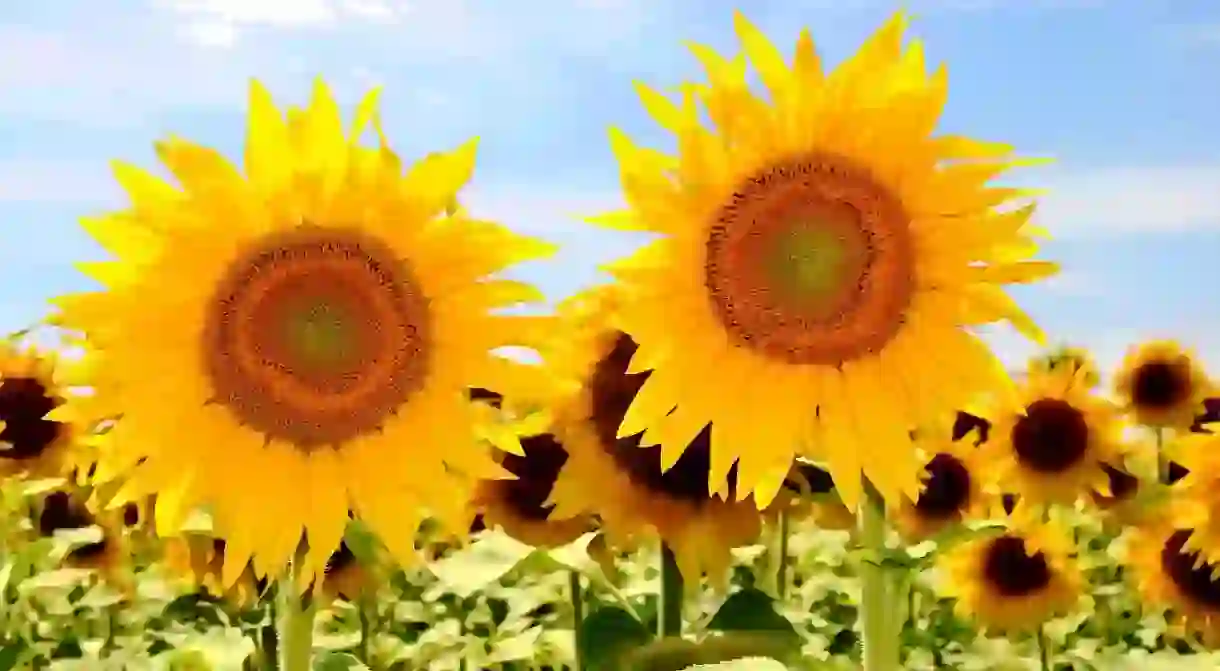 Sunflowers in bloom