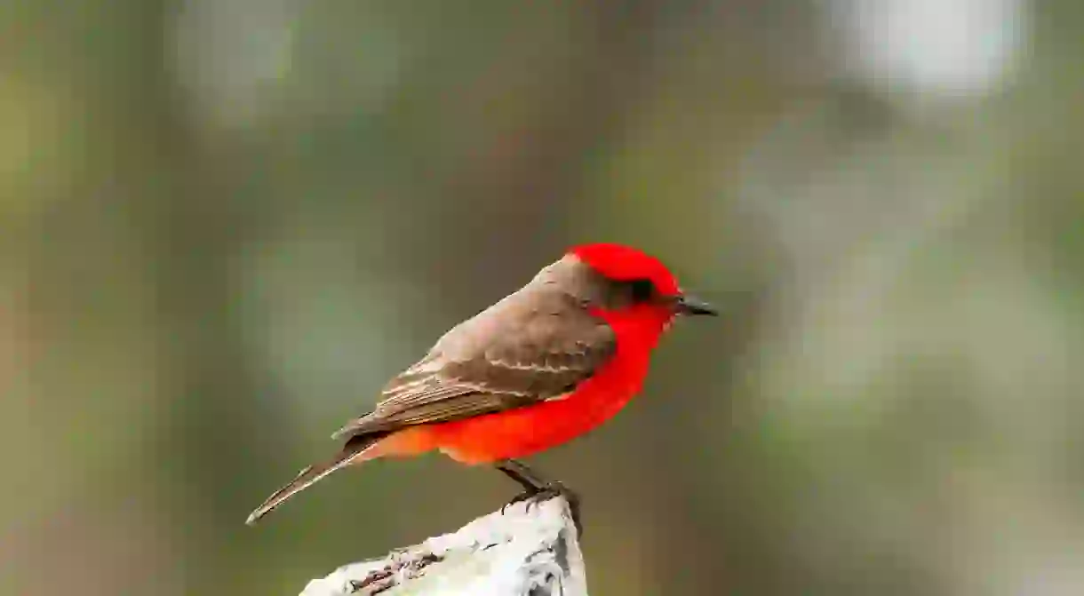 Vermilion Flycatcher