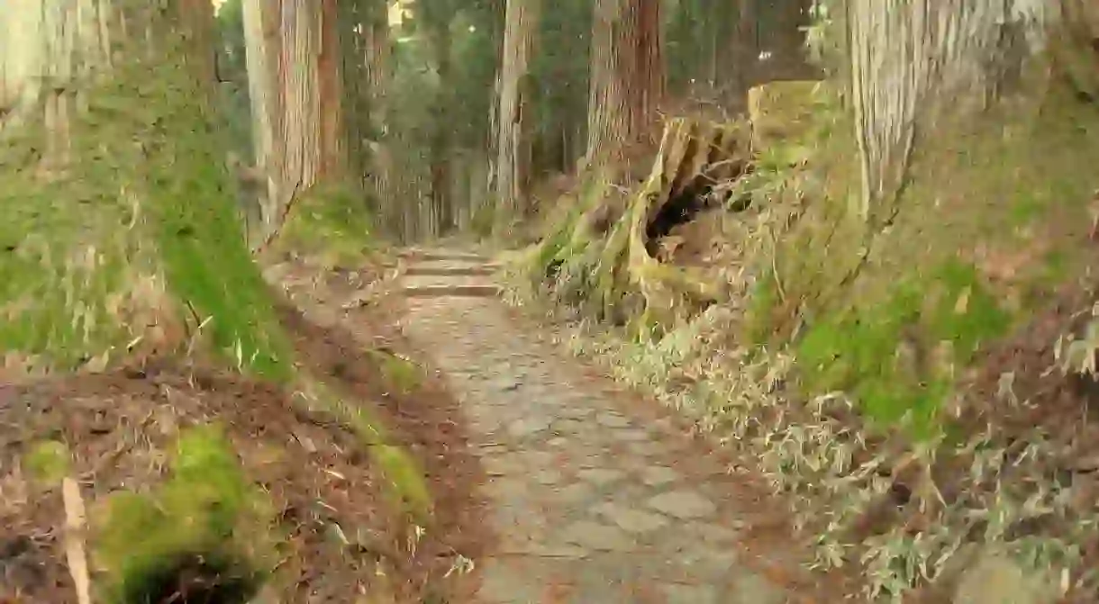 Ancient cedars at Nikko