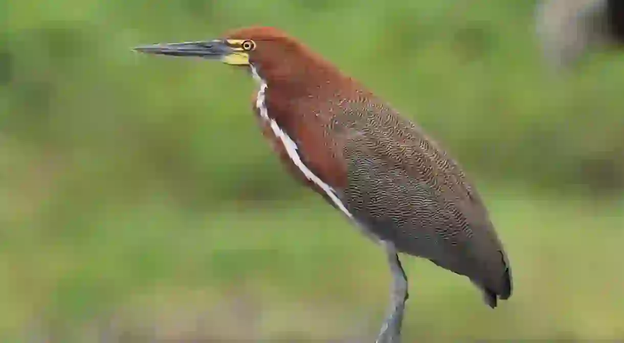 Rufescent tiger heron