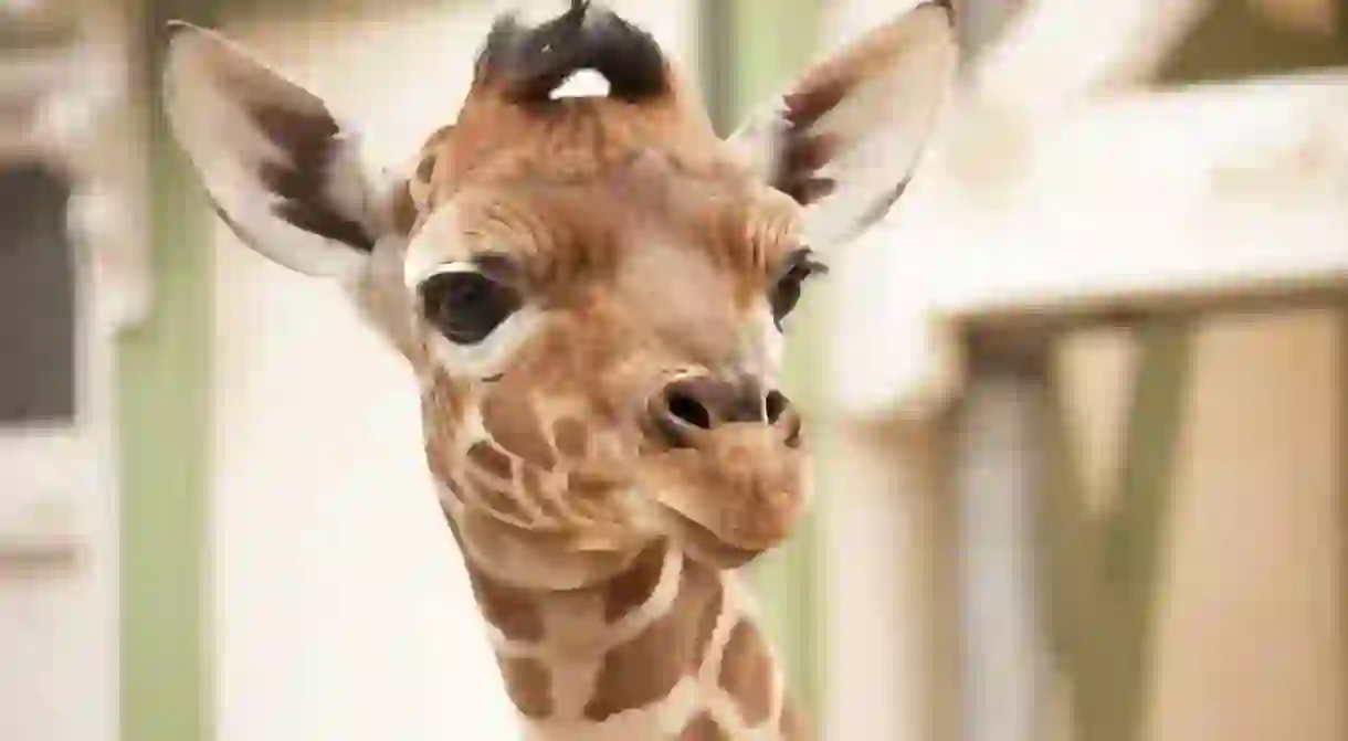 A young giraffe at Artis