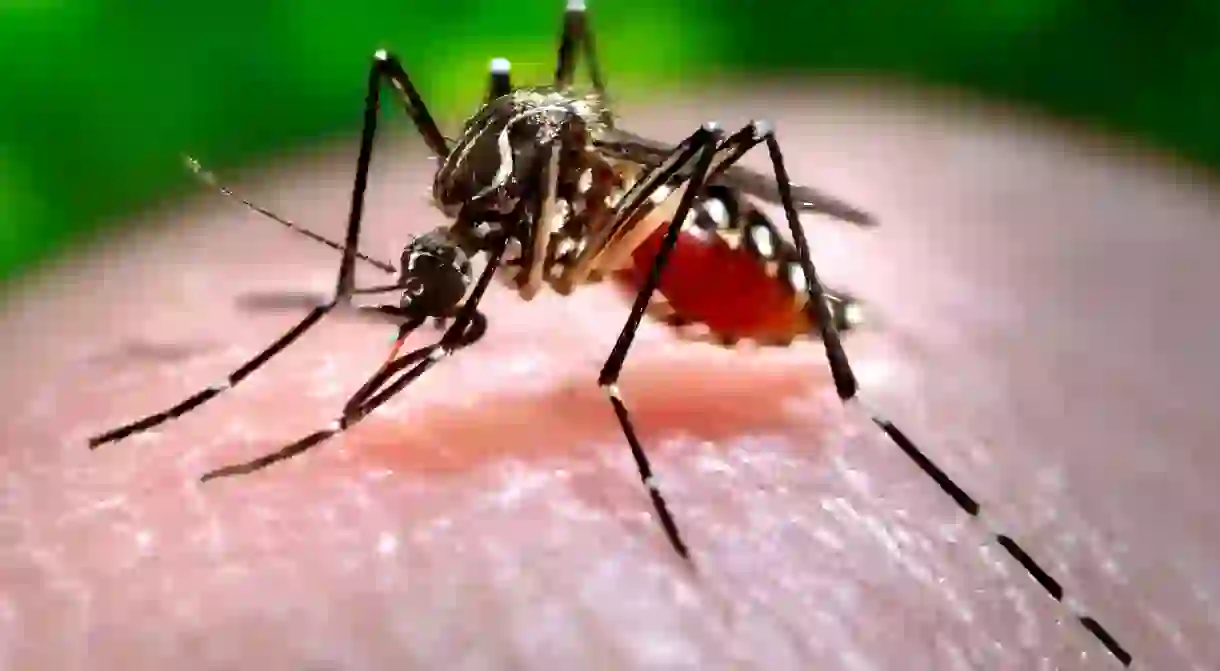 The Aedes aegypti mosquito, the main vector of yellow fever in Brazil