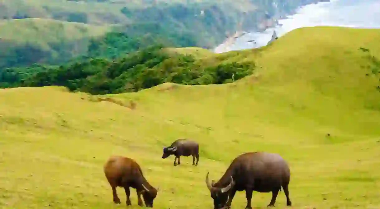 Animals grazing in Batanes