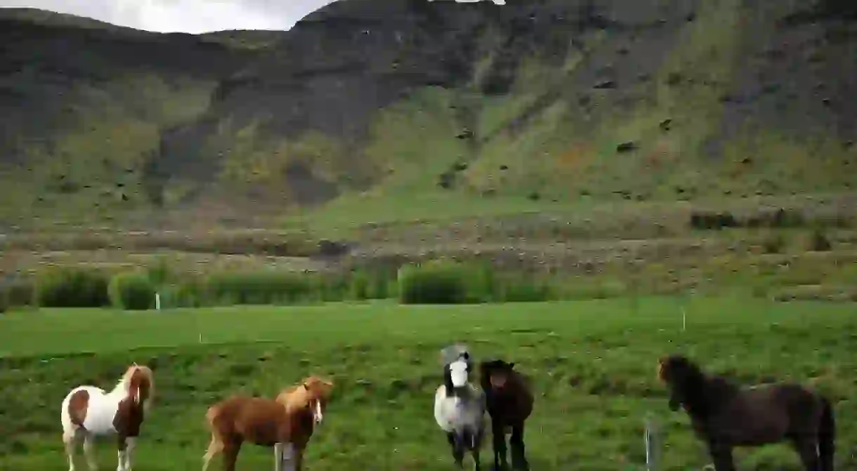 Icelandic Horses