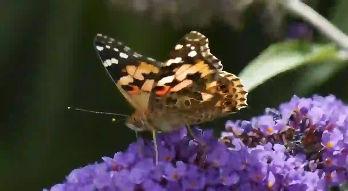 African Painted Lady butterfly