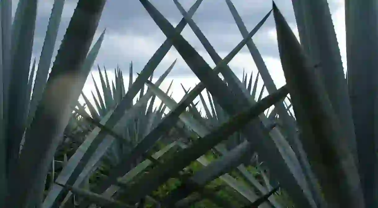 Agave plants