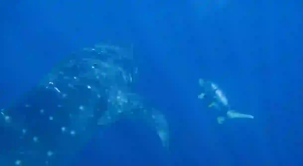 Whale shark diving in Papua