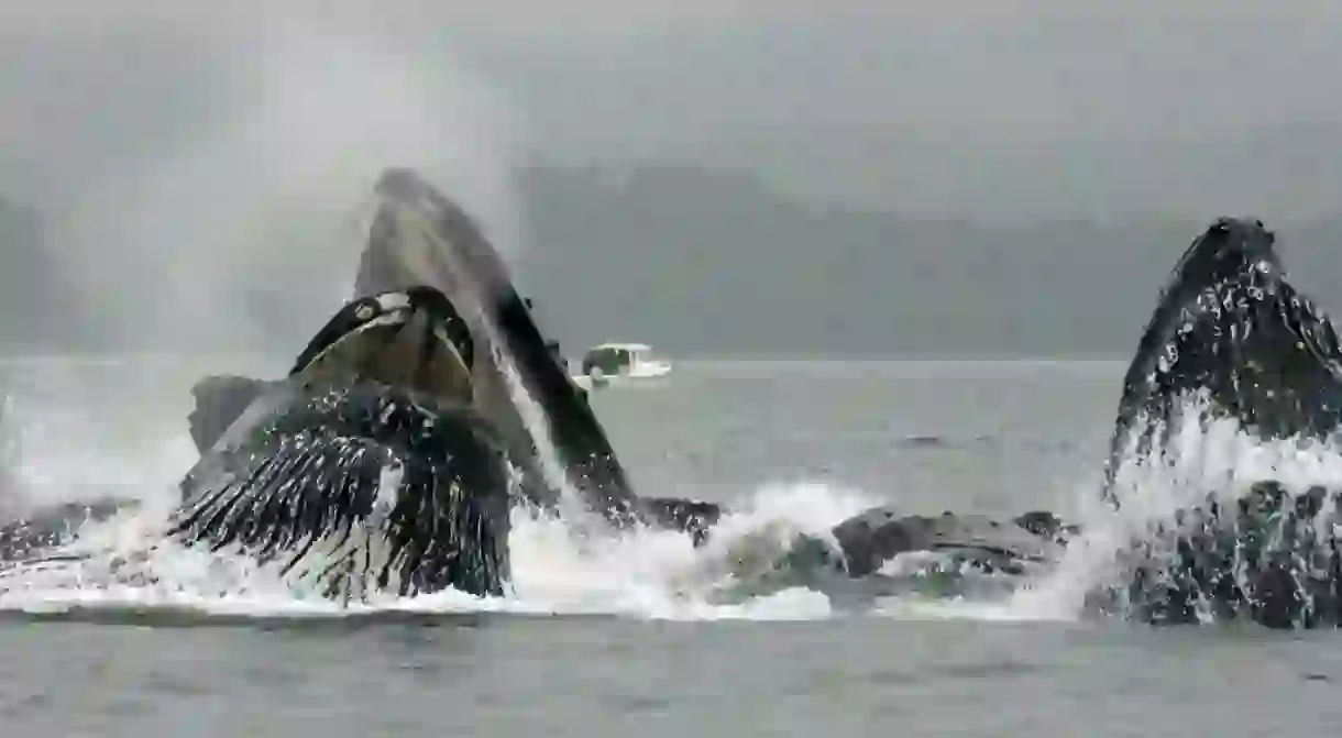 Humpback whales in Alaska using their bubble net feeding technique