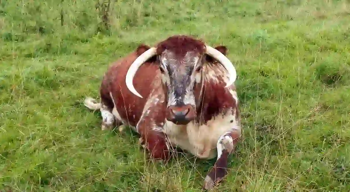 Longhorn cattle