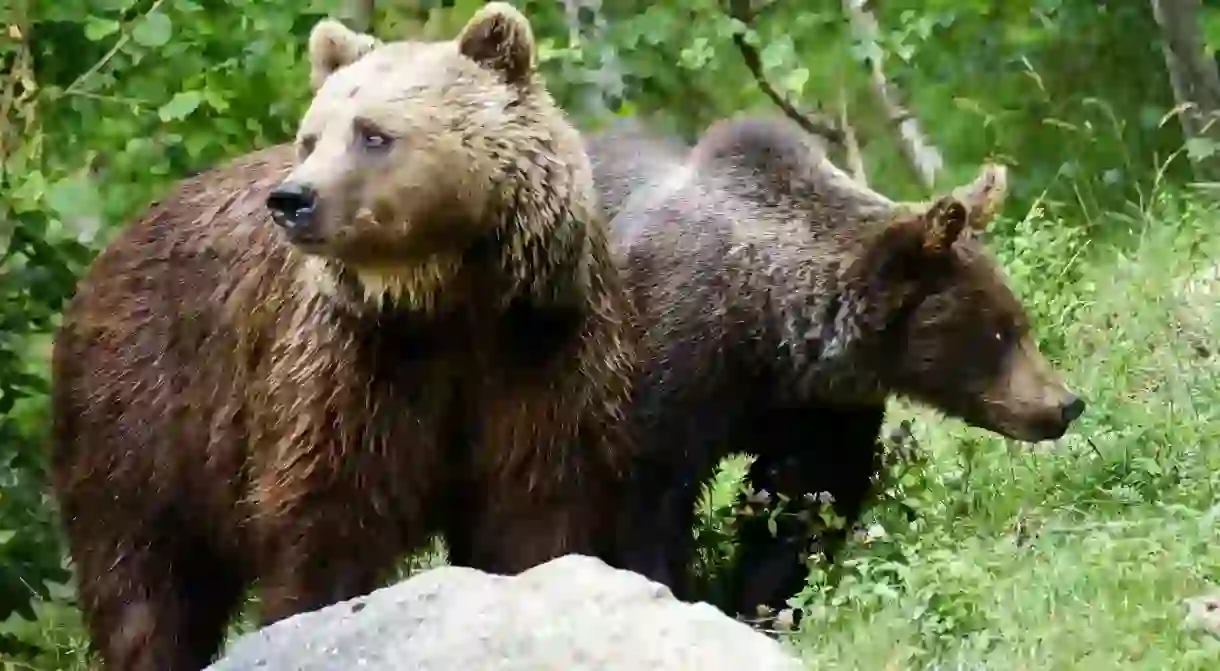 Brown bears