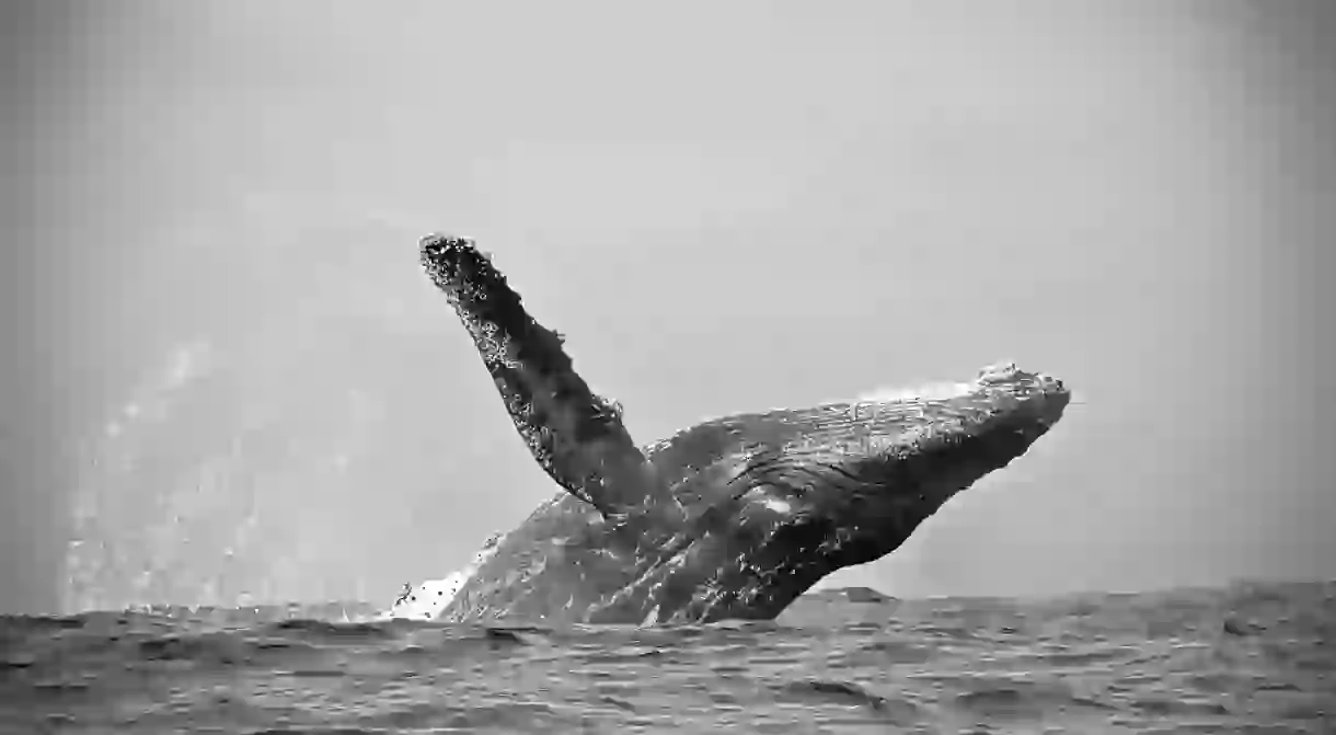 Humpback whale, Ecuador