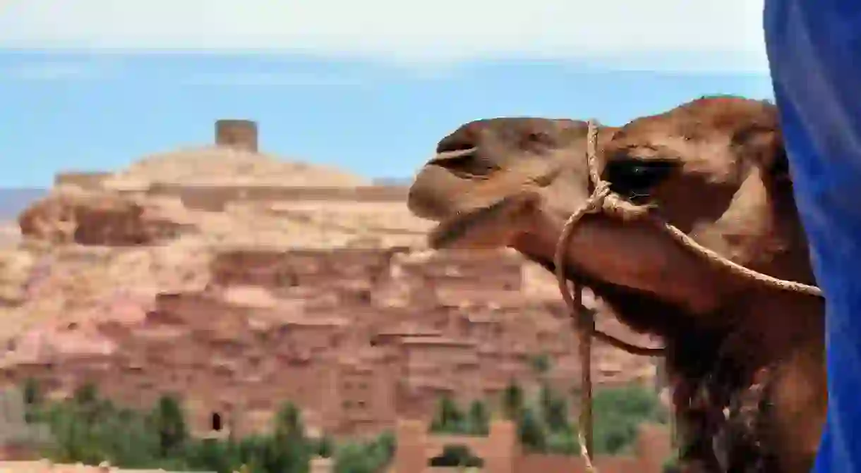 Camels at Ait Benhaddou, Ouarzazate