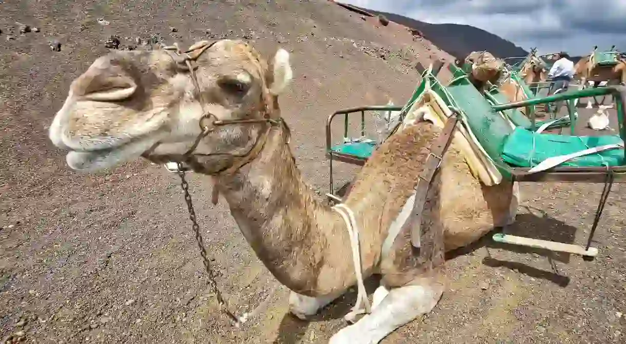 Camels could soon be in the IUCN Red list