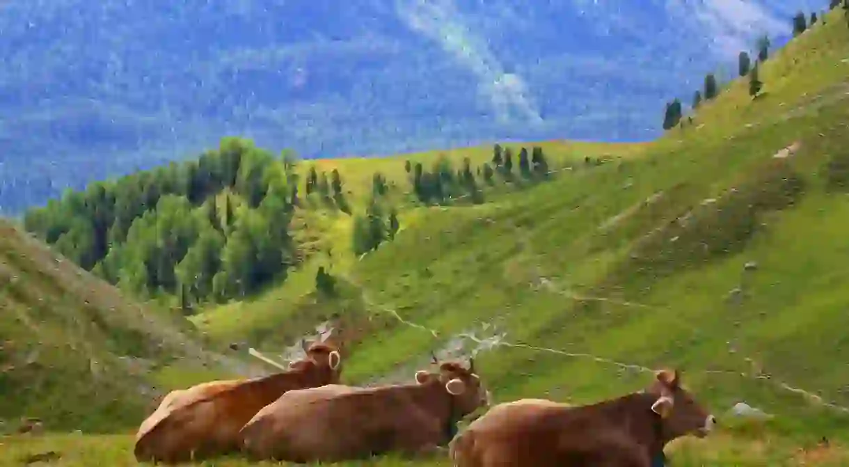 Cows, a mainstay of the Swiss Alps