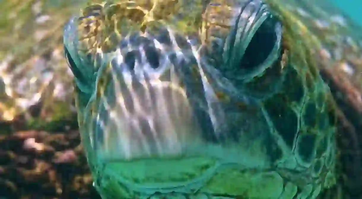 Green sea turtle