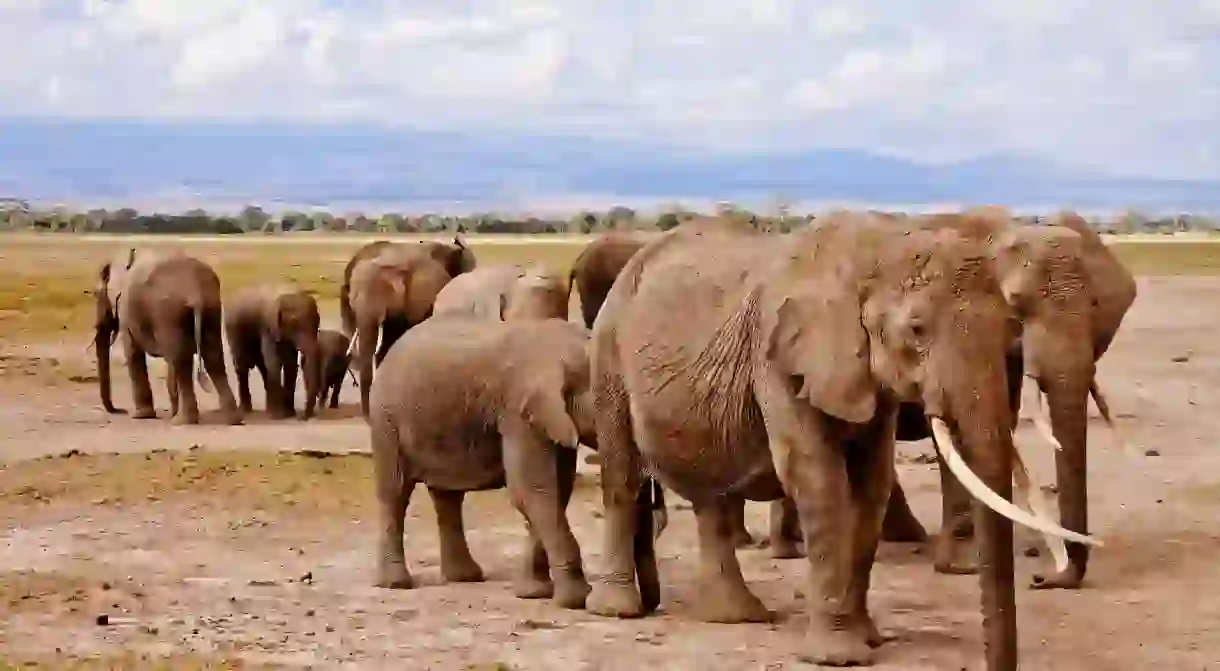 Kenya elephants