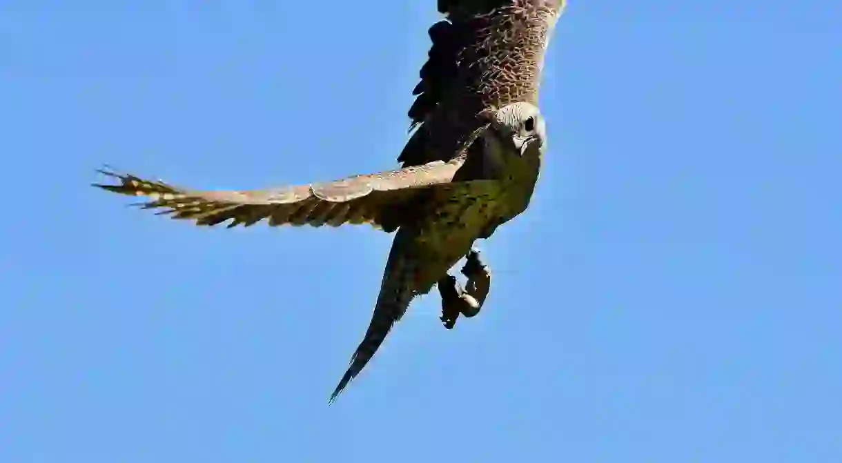 A soaring falcon