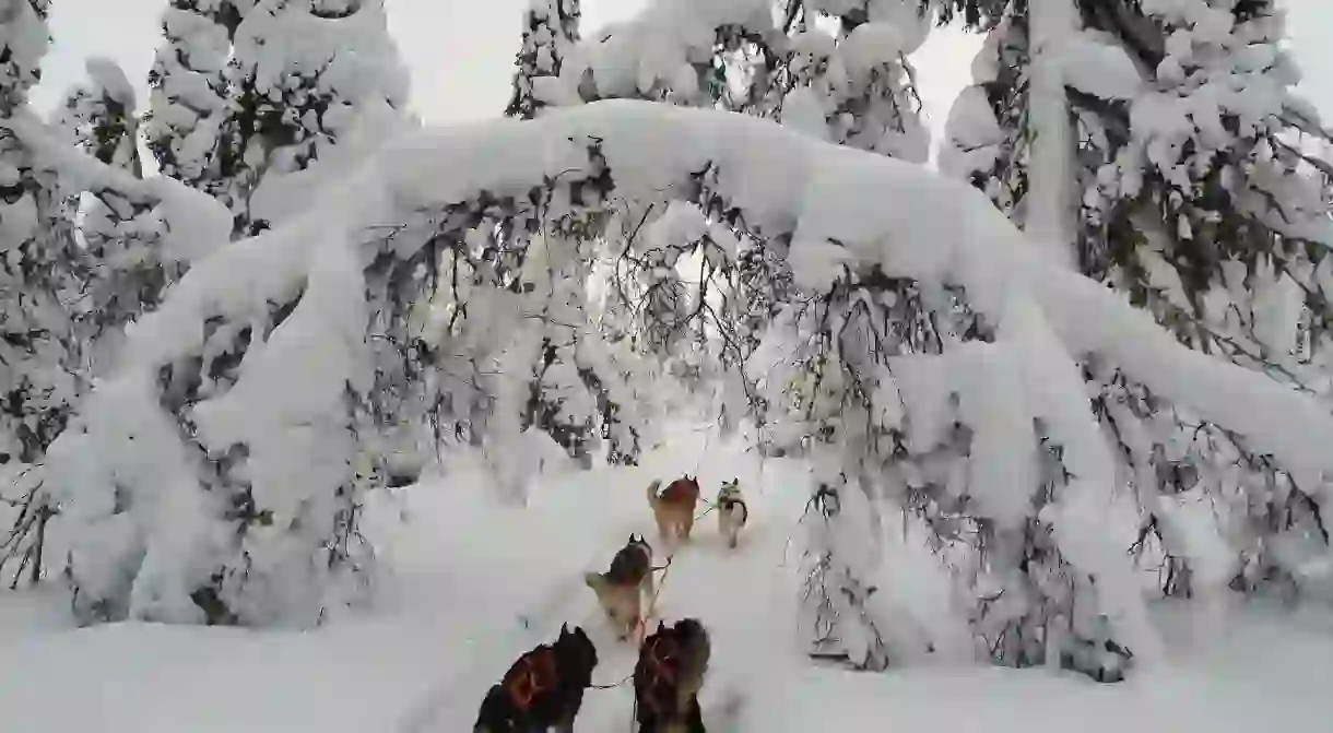 Dog sledding in Finland