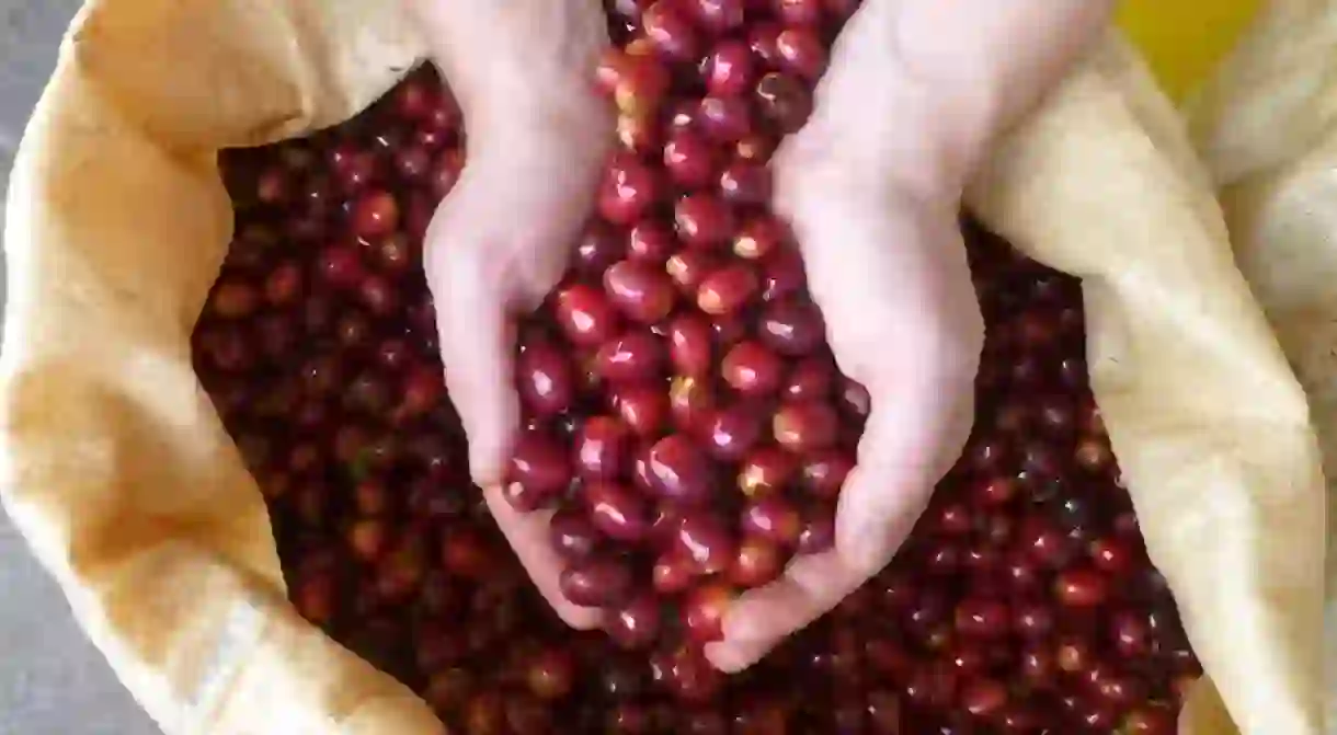 Geisha coffee beans