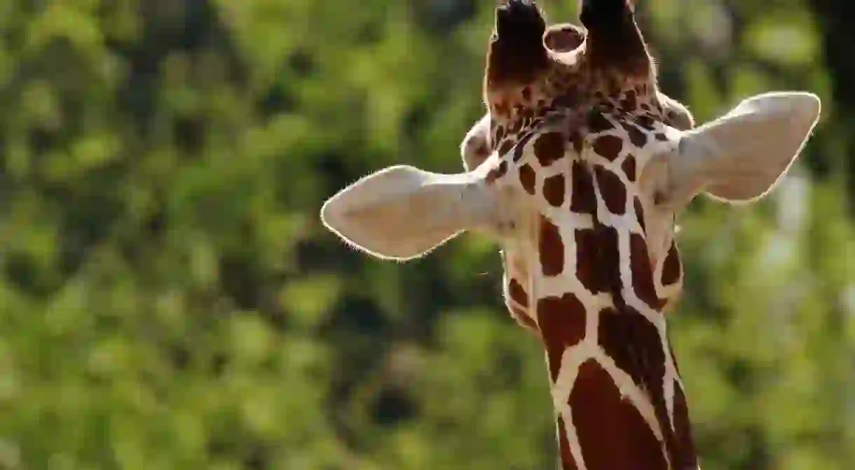 A giraffe/