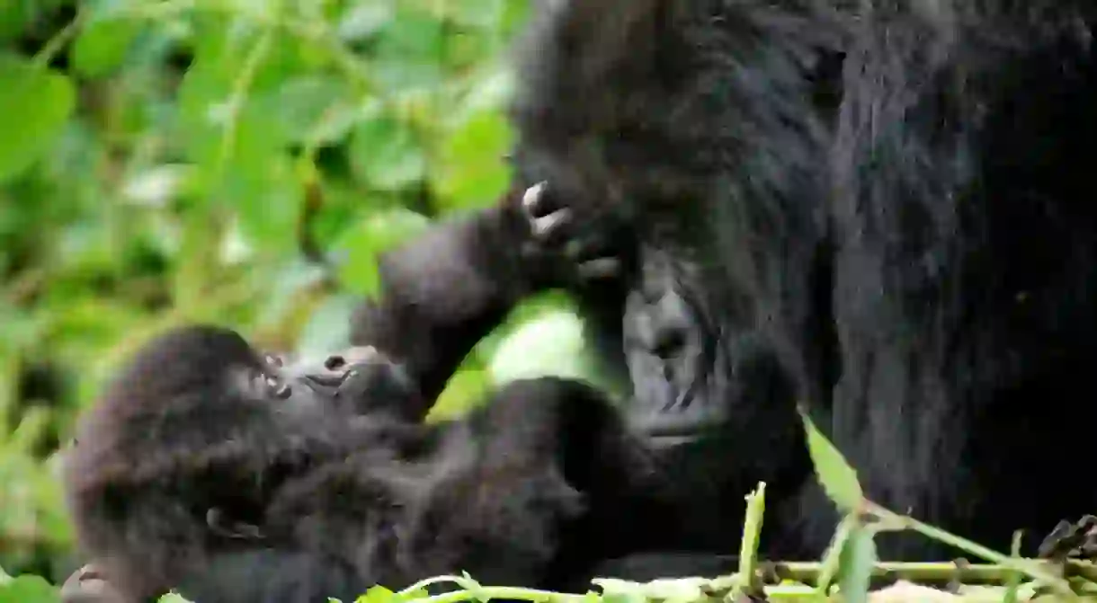 Gorillas in Volcanoes National Park