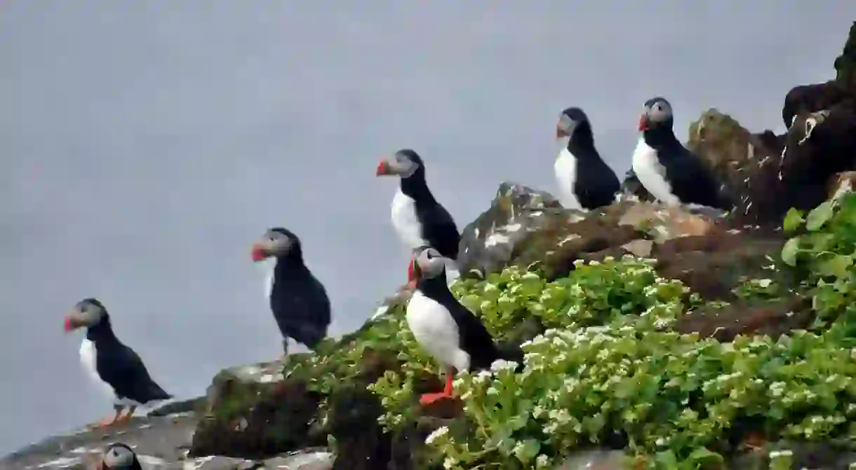 Grimsey puffins