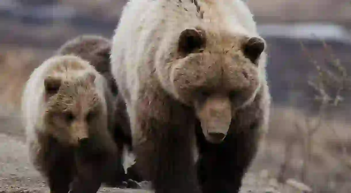 Grizzly bears