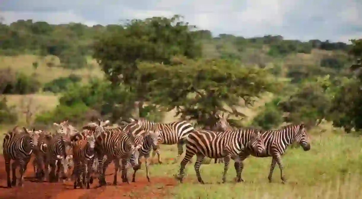 Zebra herd in Akagera National Park