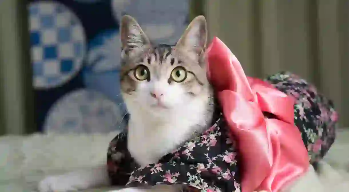 Kimono Kitty