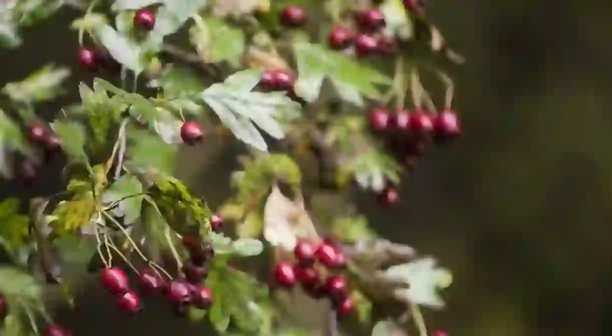 Wild berries