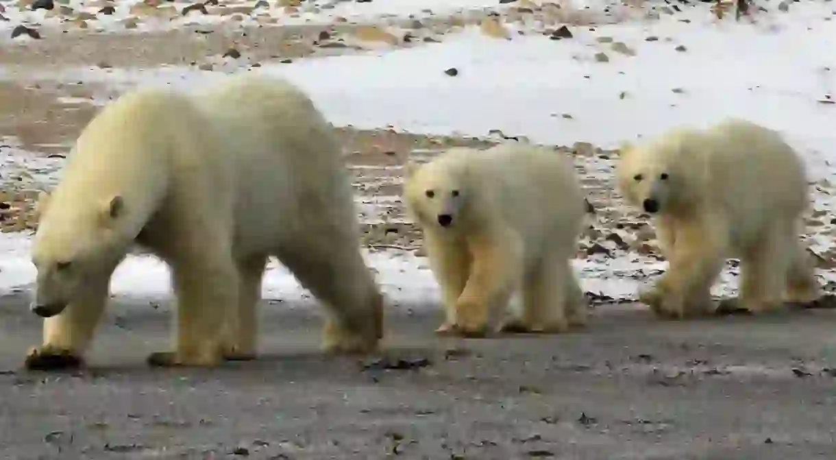 Polar bears