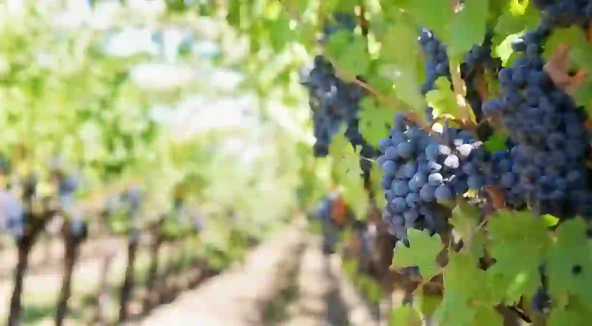 Purple grapes on the vine