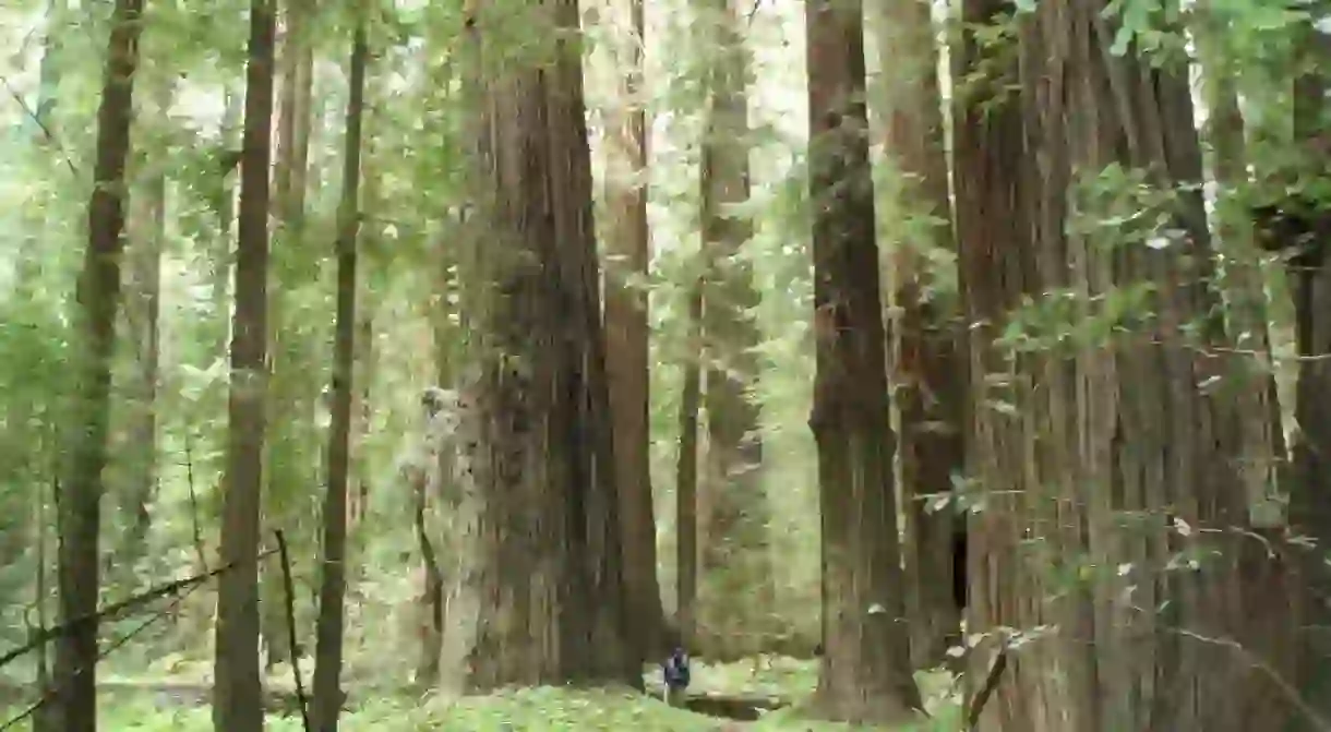 Redwoods