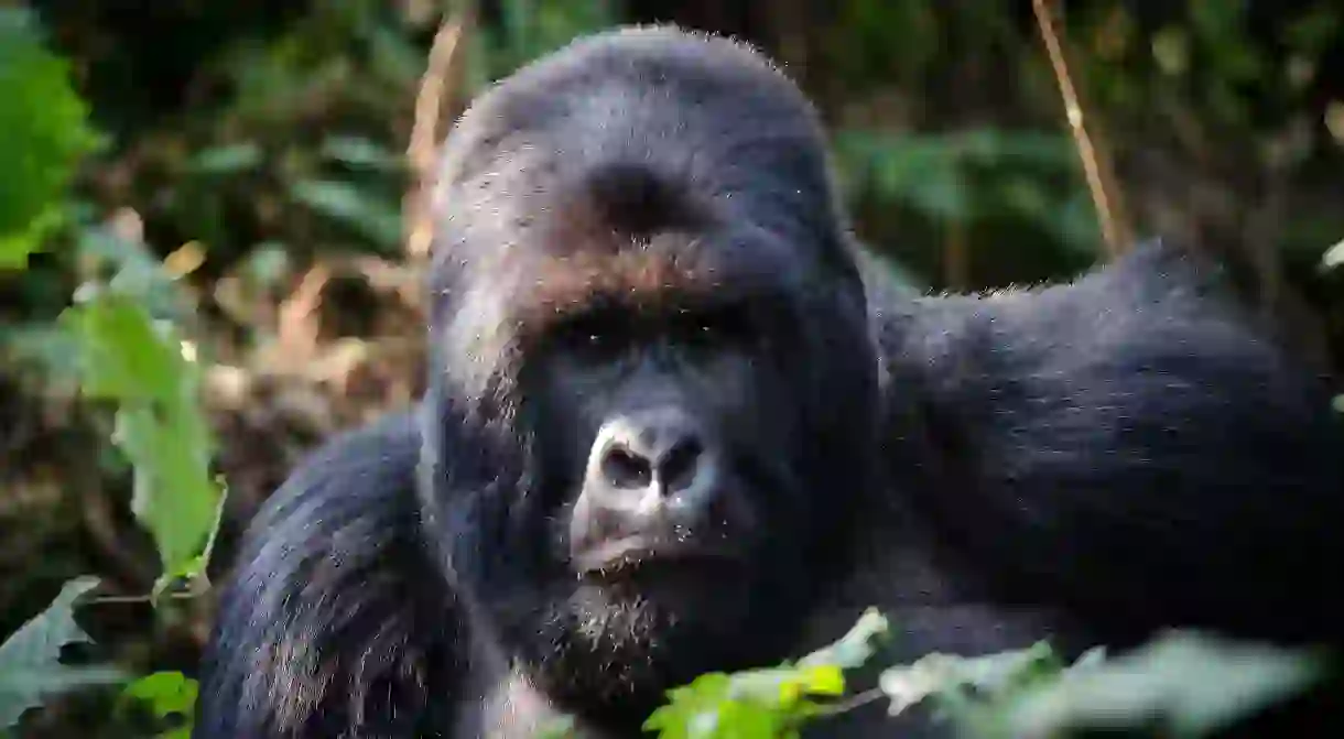 Mountain gorilla in Volcanoes National Park