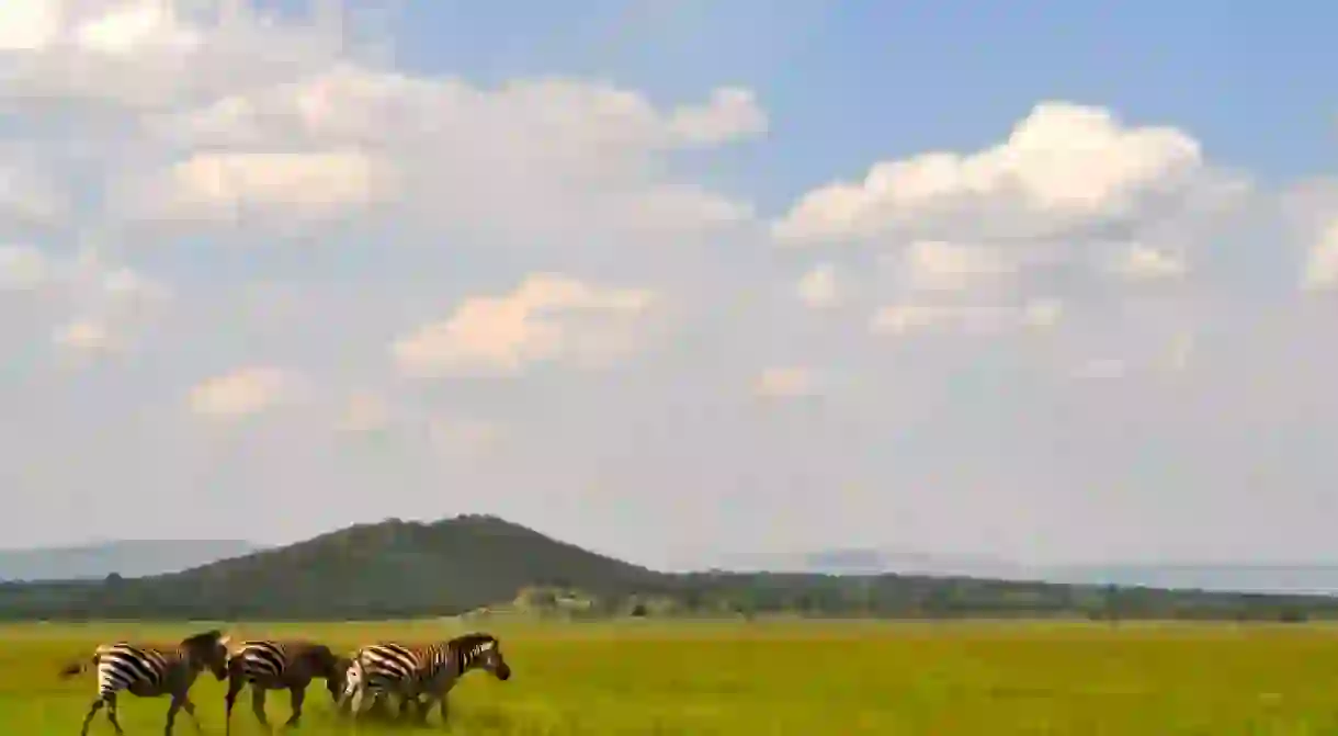 Zebras in Akagera National Park